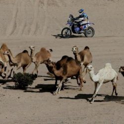 انطلاق “بولو الصحراء” في العلا .. لأول مرة في العالم