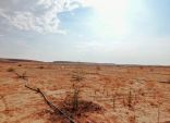 “الغطاء النباتي” ينتهي من زراعة 180 ألف شجرة في مسيج العويصي بالحدود الشمالية