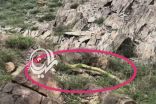 تعليق من الدفاع المدني بعسير على فيديو متداول لظهور ثعبان ضخم بمنطقة جبلية
