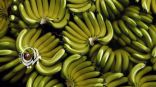 فاكهة الموز مهددة بالانقراض…