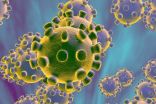 “البيئة تؤكد”  فيروس كورونا الجديد حيواني المنشأ وتنصح بعدم الاحتكاك بالكائنات الفطرية