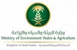 وزارة البيئة: المملكة خالية من الجراد الصحراوي