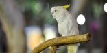 فصائل وأنواع نادرة تستعرضها “حديقة الطيور” بتجربة مختلفة في موسم الرياض 2021