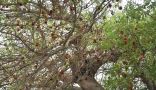 “الباوباب” شجرة معمرة في قلب جدة يتجاوز عمرها 150 عامًا