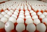 الغذاء والدواء”: لم نحذر من بيض المائدة المتداول في السوق